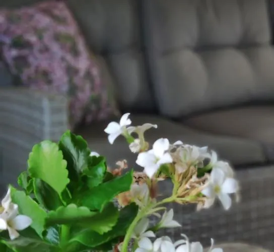 Aquavert Alojamento de Acomodação e Pequeno-almoço Tournai